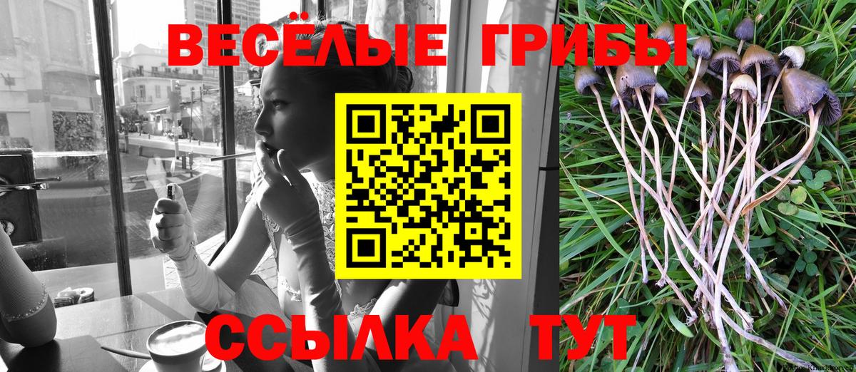 Псилоцибиновые грибы Psilocybe Десногорск